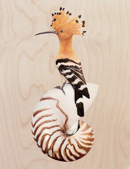 Nautilus/Hoopoe, 2023, acrylic on birch panel, 21 x 19 in. / 53.34 x 48.26 cm.