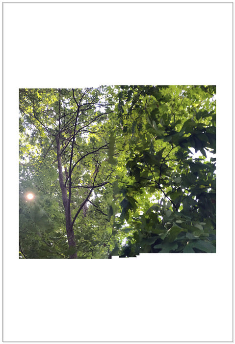 Neighbor's Woods 3, 2020, photography, 28 x 23 in. / 71.12 x 58.42 cm.