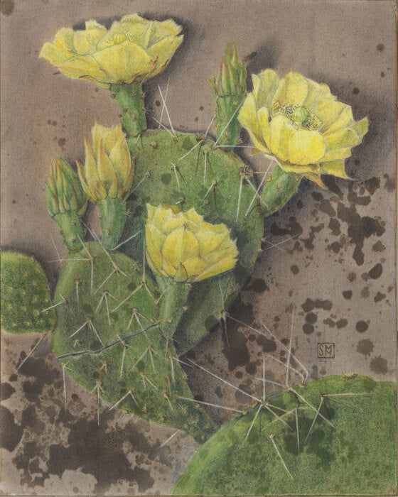 Opuntia Macrorhiza | Prickly Pear, 2024, mixed media, 14 x 11 in. / 35.56 x 27.94 cm.