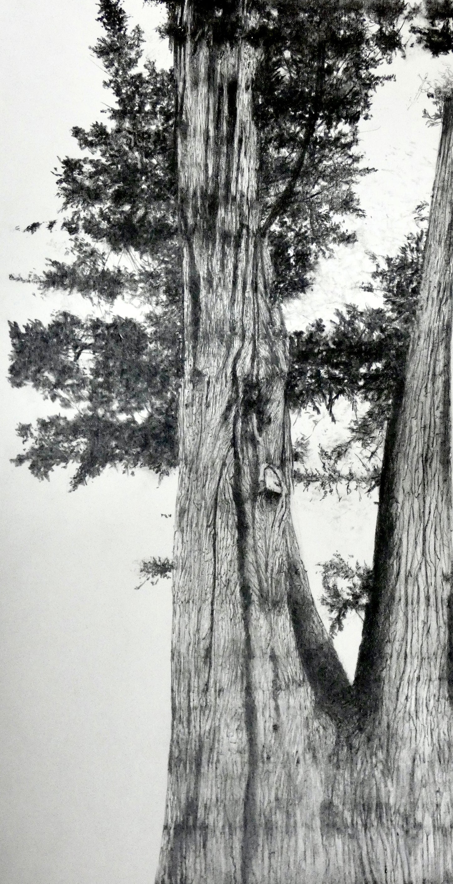 Monterey Cypress, 2024, graphite pencil, 11 x 14 in. / 27.94 x 35.56 cm.