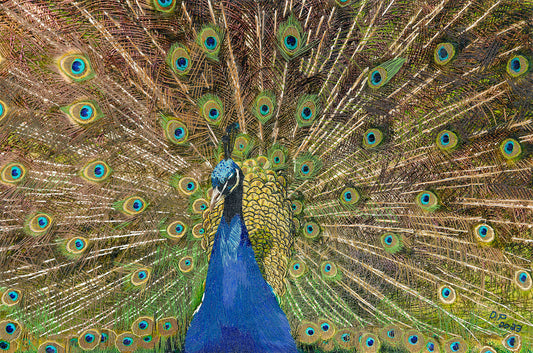 Peacock, 2024, embroidery, 12 x 16 in. / 30.48 x 40.64 cm.