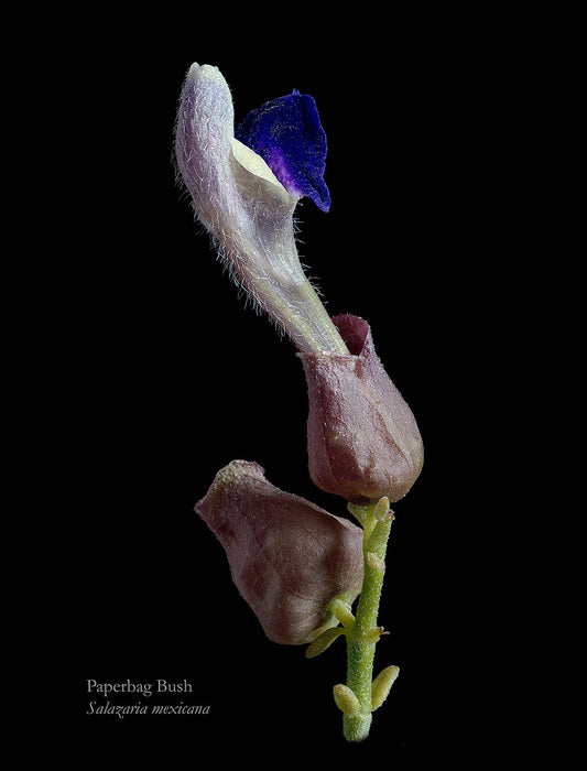 Paper Bag Bush - Inflorescence, 2023, archival pigment print, 20 x 16 in. / 50.8 x 40.64 cm.