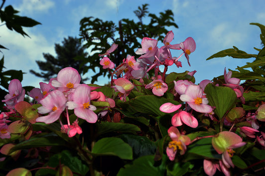 Pink Begonias, 2023, photography, 20 x 30 in. / 50.8 x 76.2 cm.