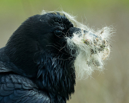 Raven With Nest Lining In Beak, 2018, dye infused metal photographic print, 12 x 8 in. / 30.48 x 20.32 cm.