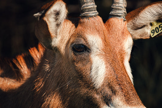 Roan - Up Close and Personal, 2023, photography, 13 x 19 in. / 33.02 x 48.26 cm.