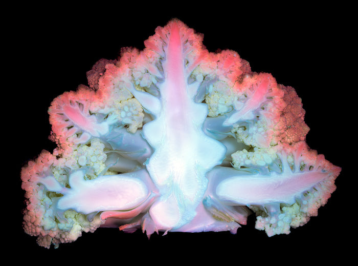 Romanesco Cauliflower Under Ultraviolet Light, 2024, digital photography, 22 x 17 in. / 55.88 x 43.18 cm.
