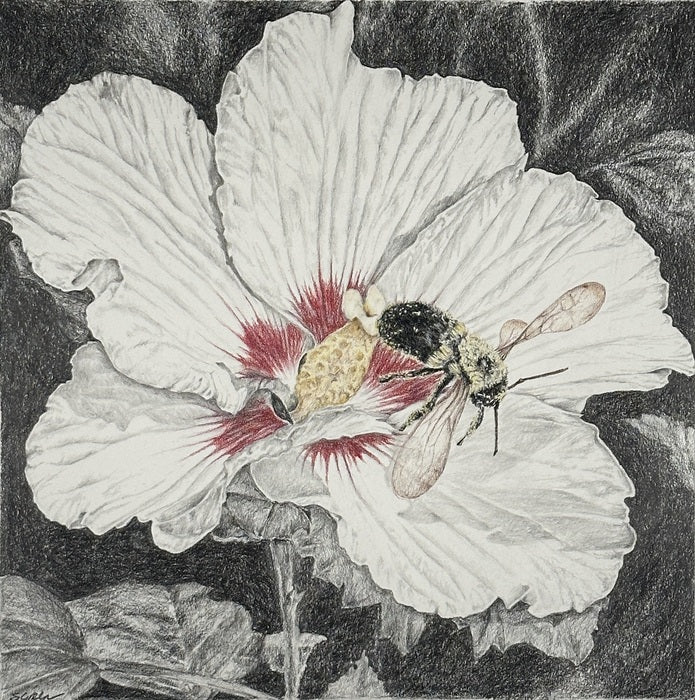 Rose of Sharon, 2022, graphite and colored pencil, 14 x 14 in. / 35.56 x 35.56 cm.