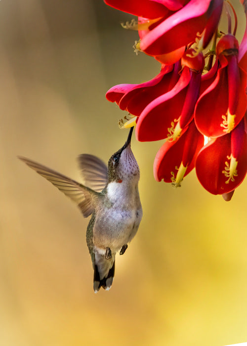 Ruby-Throat on Fireman's Cap, 2022, photograph on fine art paper, 10 x 8 in. / 25.4 x 20.32 cm.