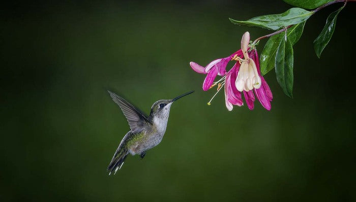 Ruby-Throat and Honeysuckle, 2018, fine art paper, 8 x 10 in. / 20.32 x 25.4 cm.