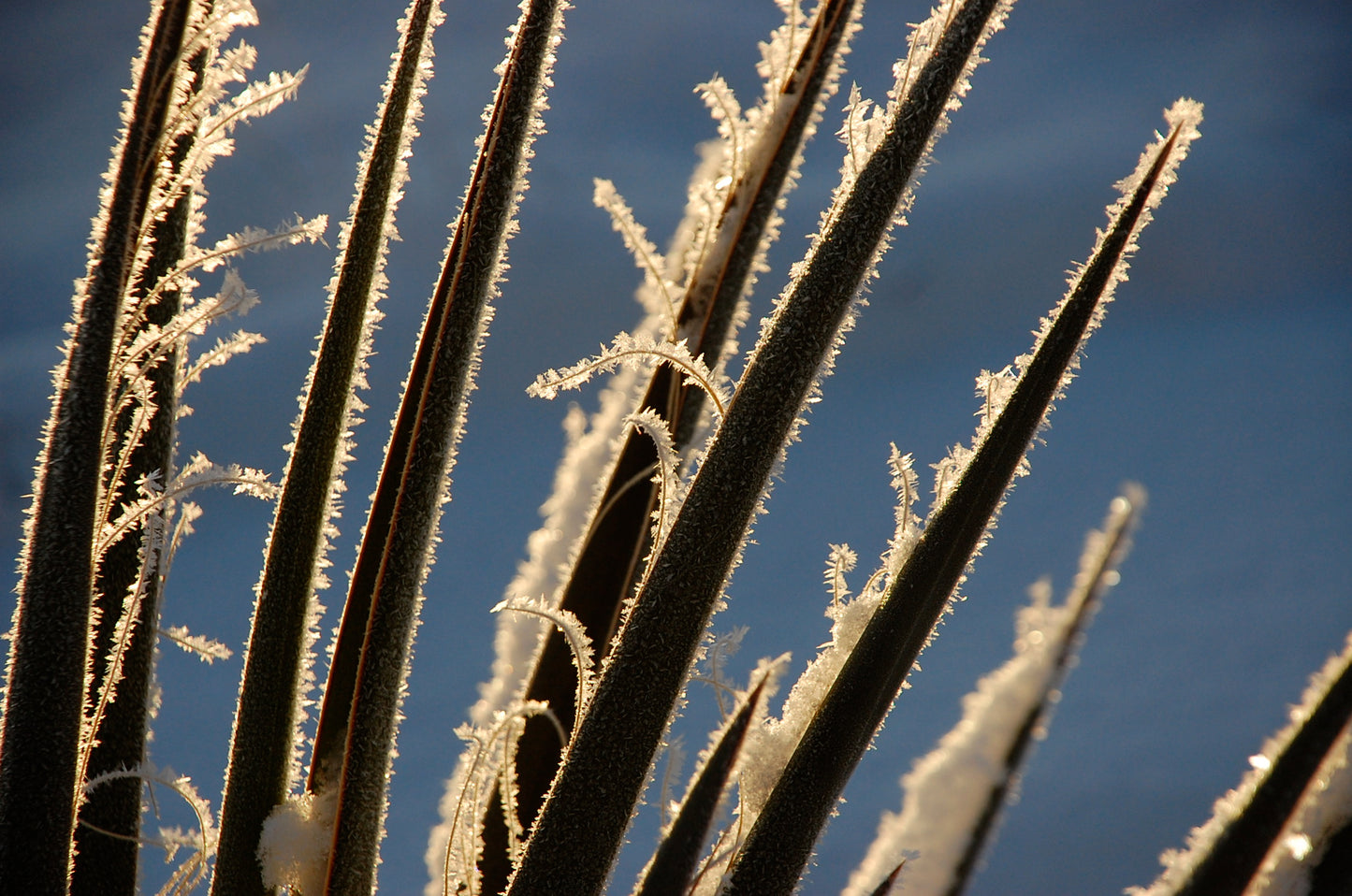 Frost on Yucca, 2025, photography, 20 x 16 in. / 50.8 x 40.64 cm.