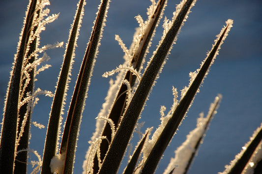 Frost on Yucca, 2025, photography, 20 x 16 in. / 50.8 x 40.64 cm.