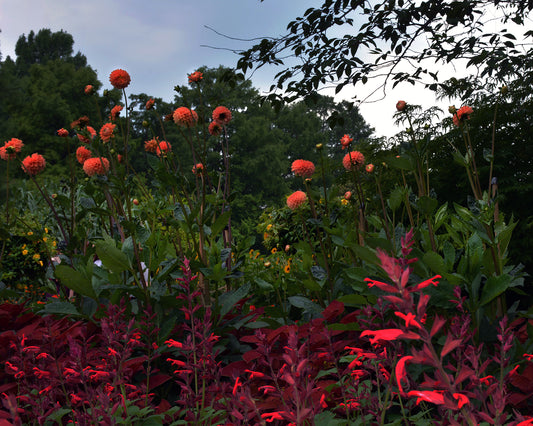 Salvias Dahlias, 2023, photography, 20 x 30 in. / 50.8 x 76.2 cm.