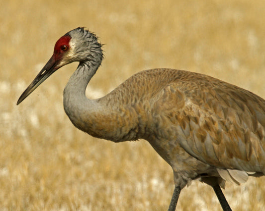 Sandhill Crane, 2011, photography, 12 x 15 in. / 30.48 x 38.1 cm.