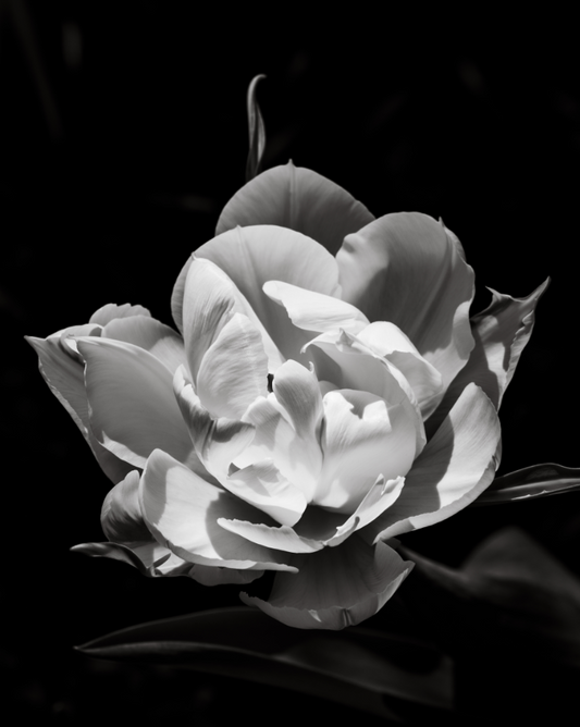 Double Tulip, 2020, photography, 24 x 30 in. / 60.96 x 76.2 cm.