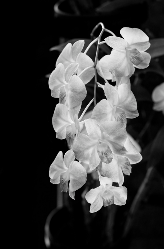 Orchids, 2025, photography, 18 x 27 in. / 45.72 x 68.58 cm.