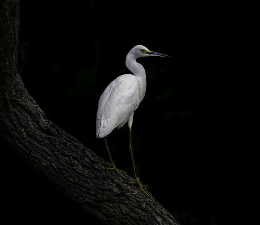 Snowy Egret, 2022, photography, 12 x 12 in. / 30.48 x 30.48 cm.