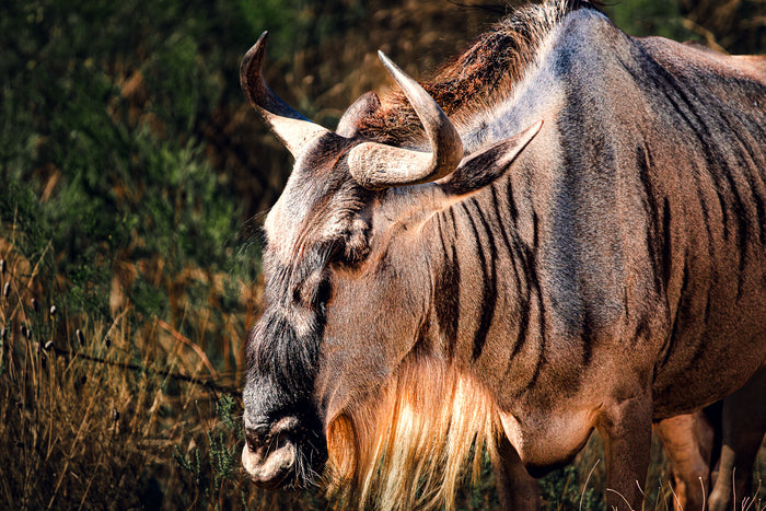 Sunny Wildebeest, 2023, photography, 13 x 19 in. / 33.02 x 48.26 cm.