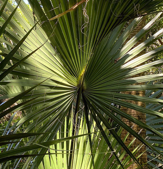 Symmetry Unfolded, 2024, photography, 11 x 14 in. / 27.94 x 35.56 cm.