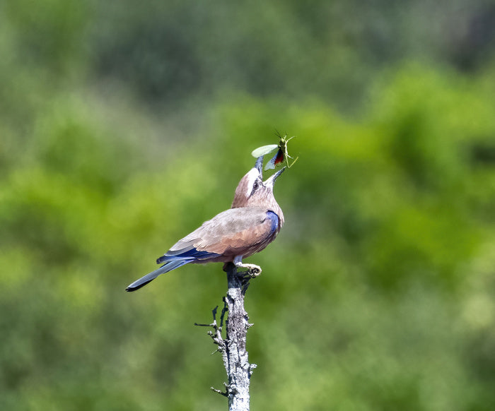 Tanzania's Purple Roller Snatching Dinner, 2022, photography, 12 x 12 in. / 30.48 x 30.48 cm.