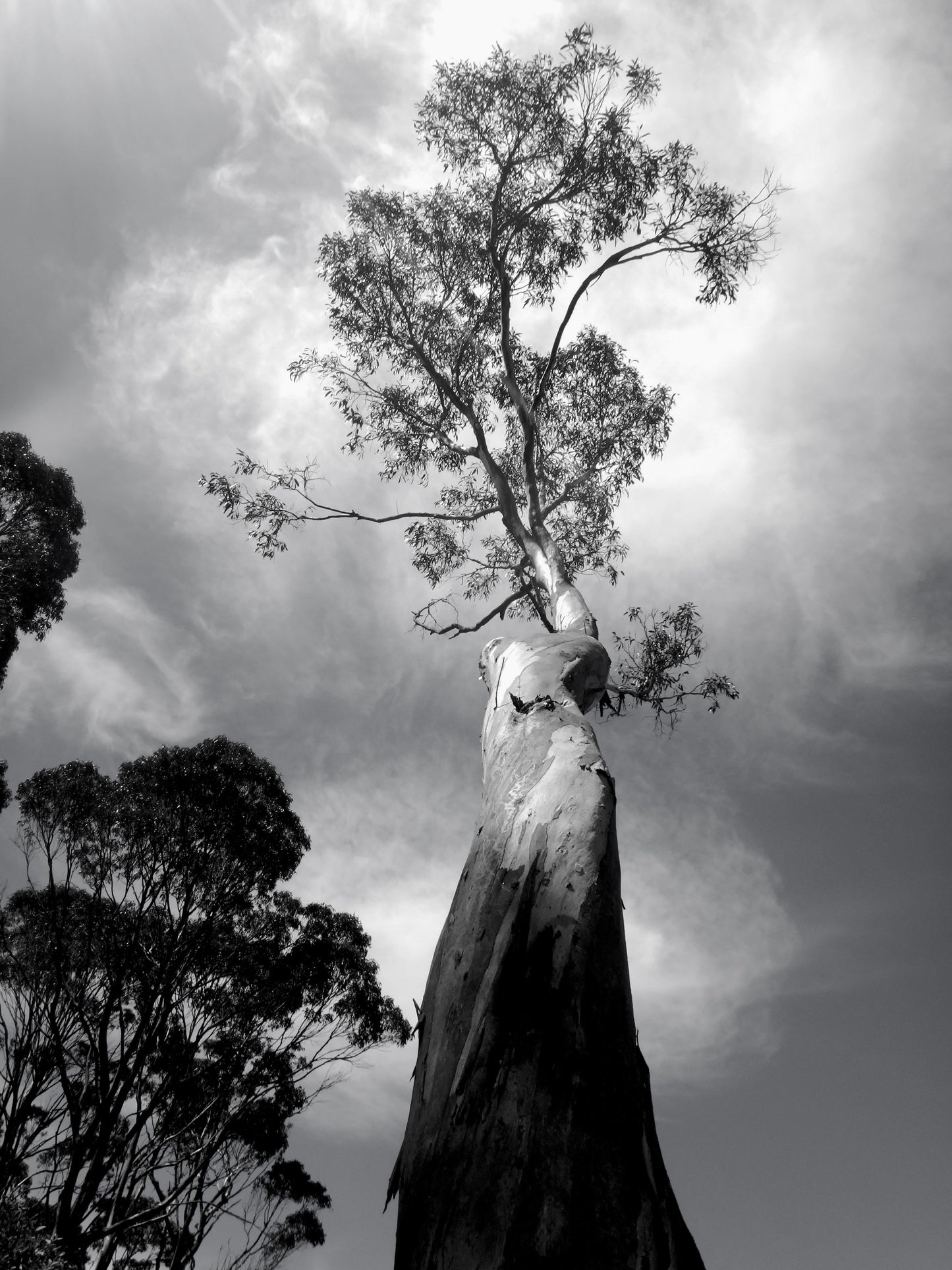 Tasmanian Tower, 2024, photography, 13 x 18 in. / 33.02 x 45.72 cm.