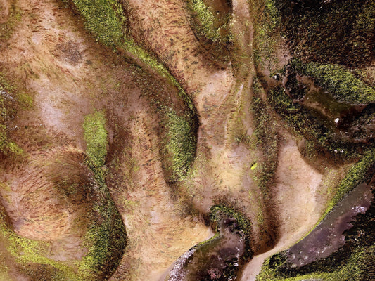 Tide Pool Mosaic, 2020, photography, 11 x 14 in. / 27.94 x 35.56 cm.
