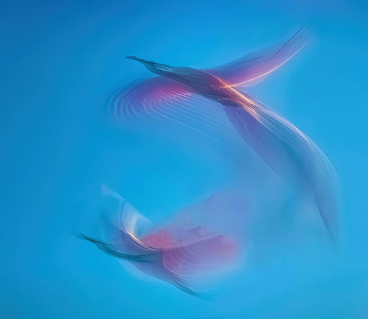 To Soar, 2021, photograph on metal, 26 x 39 in. / 66.04 x 99.06 cm.