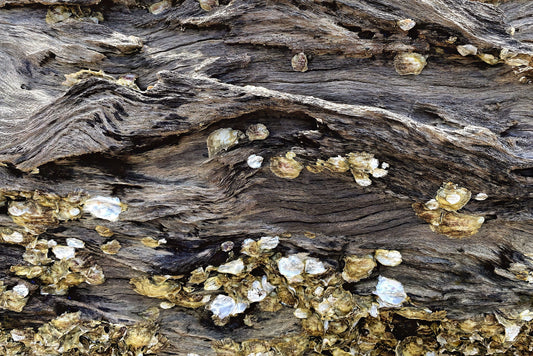 Treasures Within, 2023, photography, 11 x 14 in. / 27.94 x 35.56 cm.