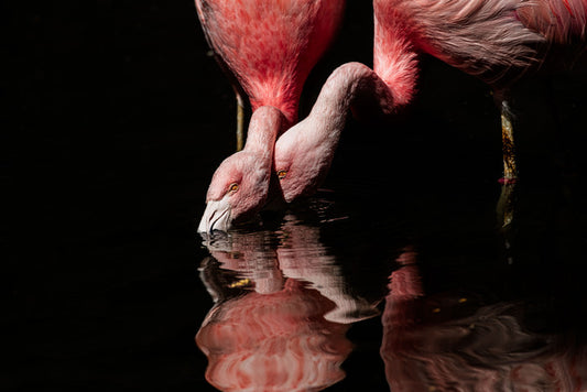 What She Flamingsays, Flamingoes., 2022, photography, 30 x 30 in. / 76.2 x 76.2 cm.