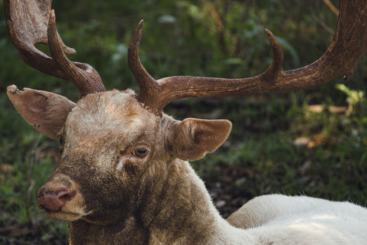 White Fallow Deer, 2023, photography, 13 x 19 in. / 33.02 x 48.26 cm.