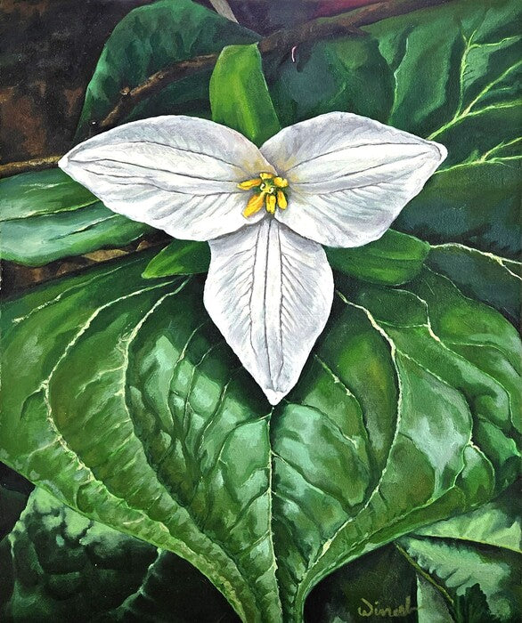 White Trillium, 2023, oil on canvas, 20 x 24 in. / 50.8 x 60.96 cm.