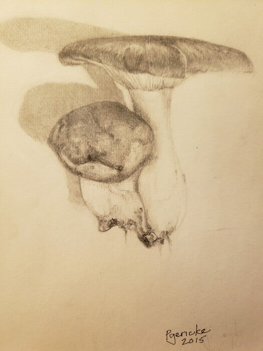 Wild Funghi, 2015, graphite on paper, 8 x 6 in. / 20.32 x 15.24 cm.