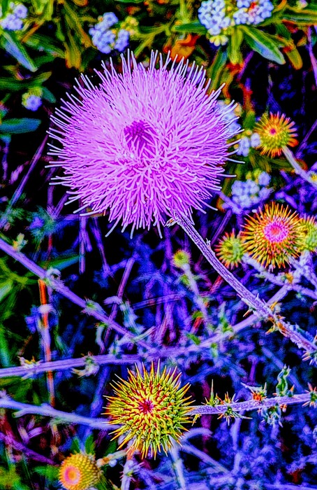 Wild Thistles, 2023, photography on canvas, 36 x 24 in. / 91.44 x 60.96 cm.