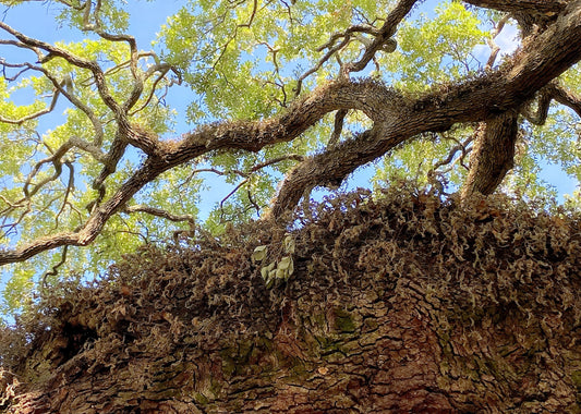 Wisdom of the Treaty Oak, 2023, photography, 11 x 14 in. / 27.94 x 35.56 cm.