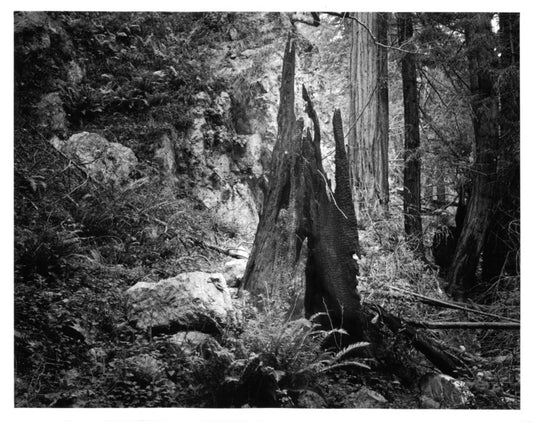 After the Fire, Part 2, 2017, silver Gelatin print struck from large format sheet film, 24 x 30 in. / 60.96 x 76.2 cm.