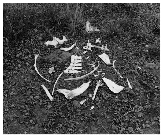 All That Remains, 2017, fiber-based silver gelatin print, 20 x 24 in. / 50.8 x 60.96 cm.