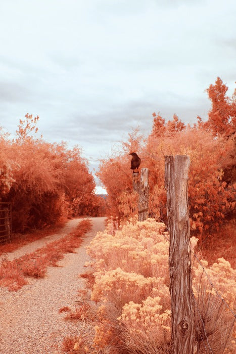 Autumn Crow, 2023, digital photography, 20 x 16 in. / 50.8 x 40.64 cm.