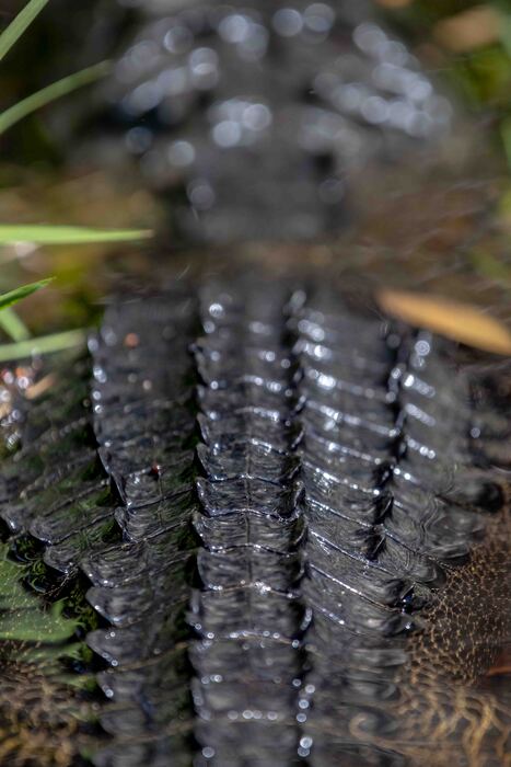 Back on the Alligator, 2022, metal print, 11 x 14 in. / 27.94 x 35.56 cm.