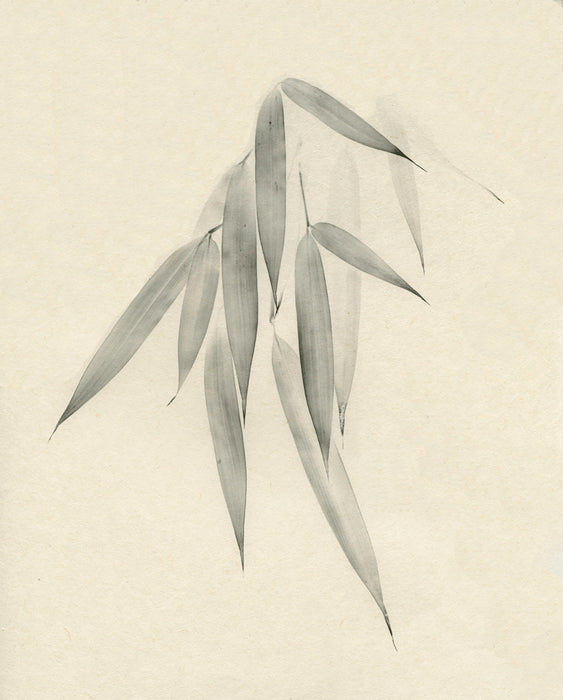Bamboo (Take), 2014, inkjet print on paper, 10 x 8 in. / 25.4 x 20.32 cm.