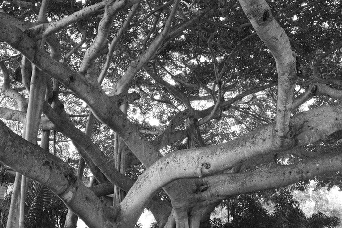 Banyan Tree Crown, Stuart, FL, 2022, photography, 16 x 24 in. / 40.64 x 60.96 cm.