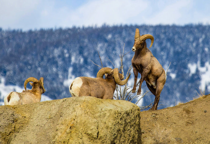 Battle in Yellowstone, 2020, photography, 19 x 13 in. / 48.26 x 33.02 cm.