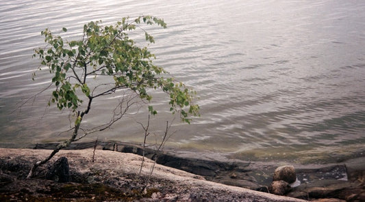 Birch, 2022, film photography, 14 x 30 in. / 35.56 x 76.2 cm.