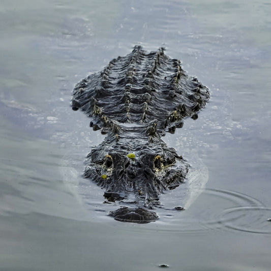 Blue Hole Alligator, 2023, photography, 10 x 10 in. / 25.4 x 25.4 cm.
