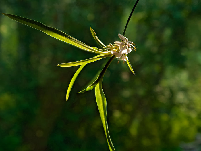 Boreal Dancer, 2019, photography, 10.5 x 14 in. / 26.67 x 35.56 cm.