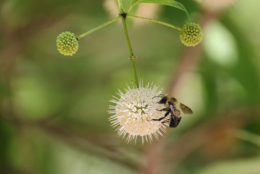 Bottlebrush Bee, 2021, photography, 13 x 19 in. / 33.02 x 48.26 cm.