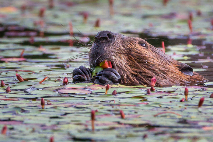 Breakfast with Mr. Beaver, 2021, photograph on metal, 11 x 14 in. / 27.94 x 35.56 cm.