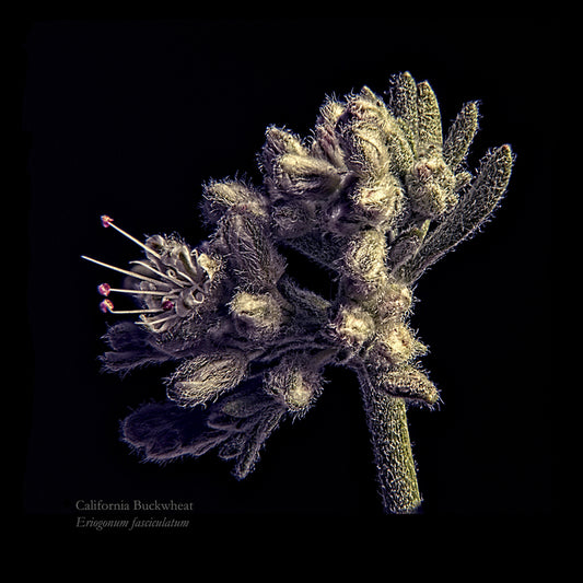 Buckwheat Inflorescence, 2023, archival pigment print, 16 x 16 in. / 40.64 x 40.64 cm.