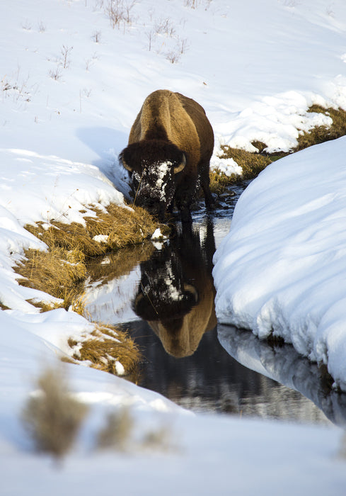 Buffalo at Creek, 2020, photography, 19 x 13 in. / 48.26 x 33.02 cm.