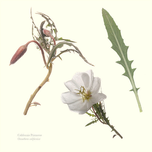 California Primrose - Composite, 2023, archival pigment print, 16 x 16 in. / 40.64 x 40.64 cm.