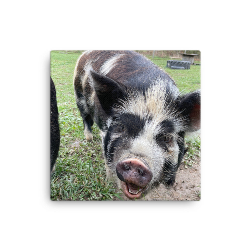 Happy Pig, 2023, photography on canvas print