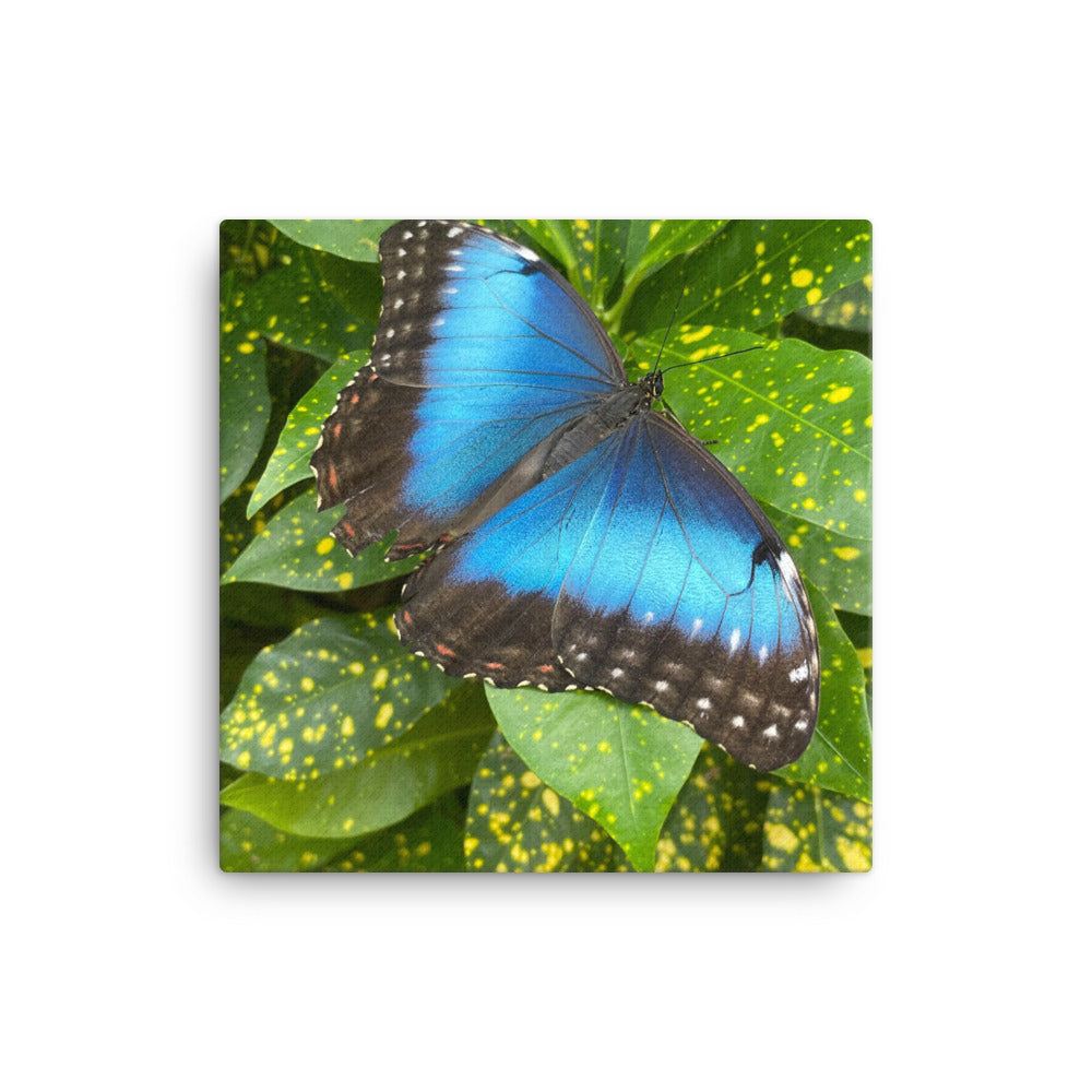 Giant Blue Morpho, 2023, photography on canvas print